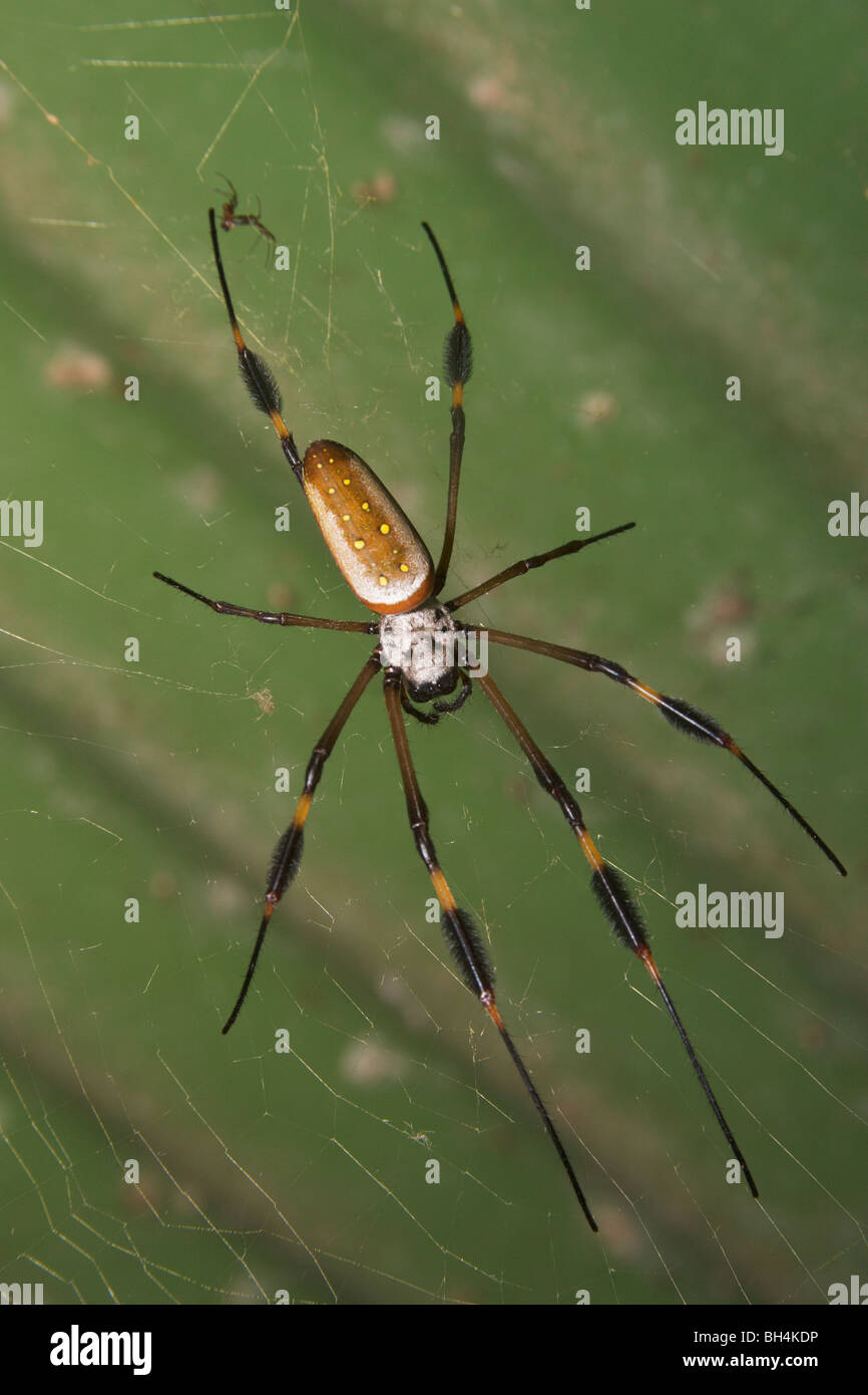 Nahaufnahme einer goldenen Kugel-Spinne (Nephila sp.). Stockfoto