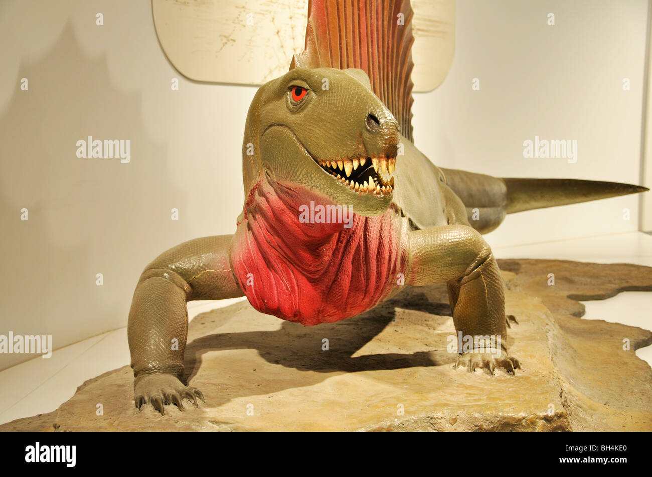 Dimetrodon Grandis Dinosaurier Replik in Amarillo, Texas Panhandle Plains Historical Museum Stockfoto
