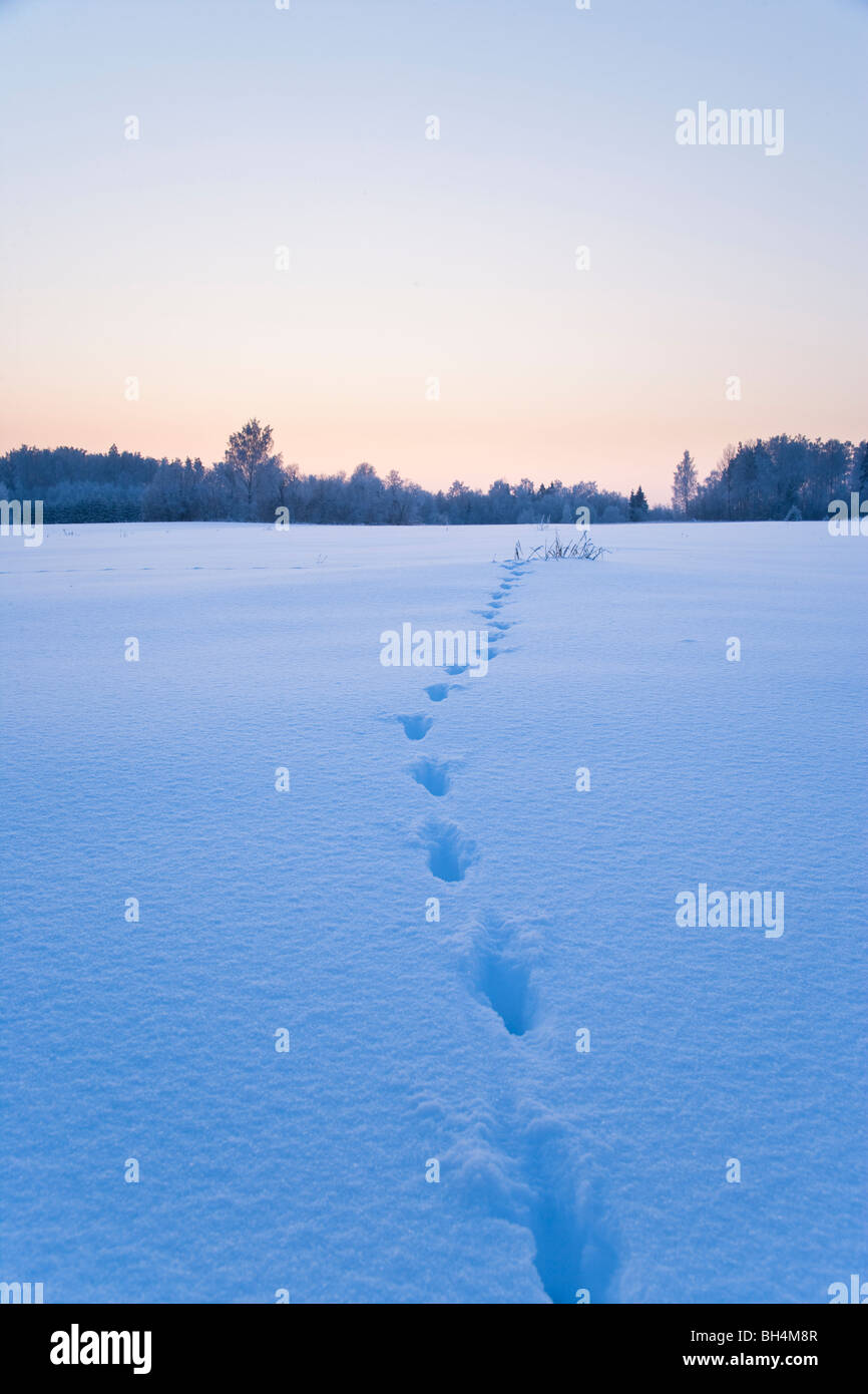 Rehe Spuren im Schnee Stockfoto