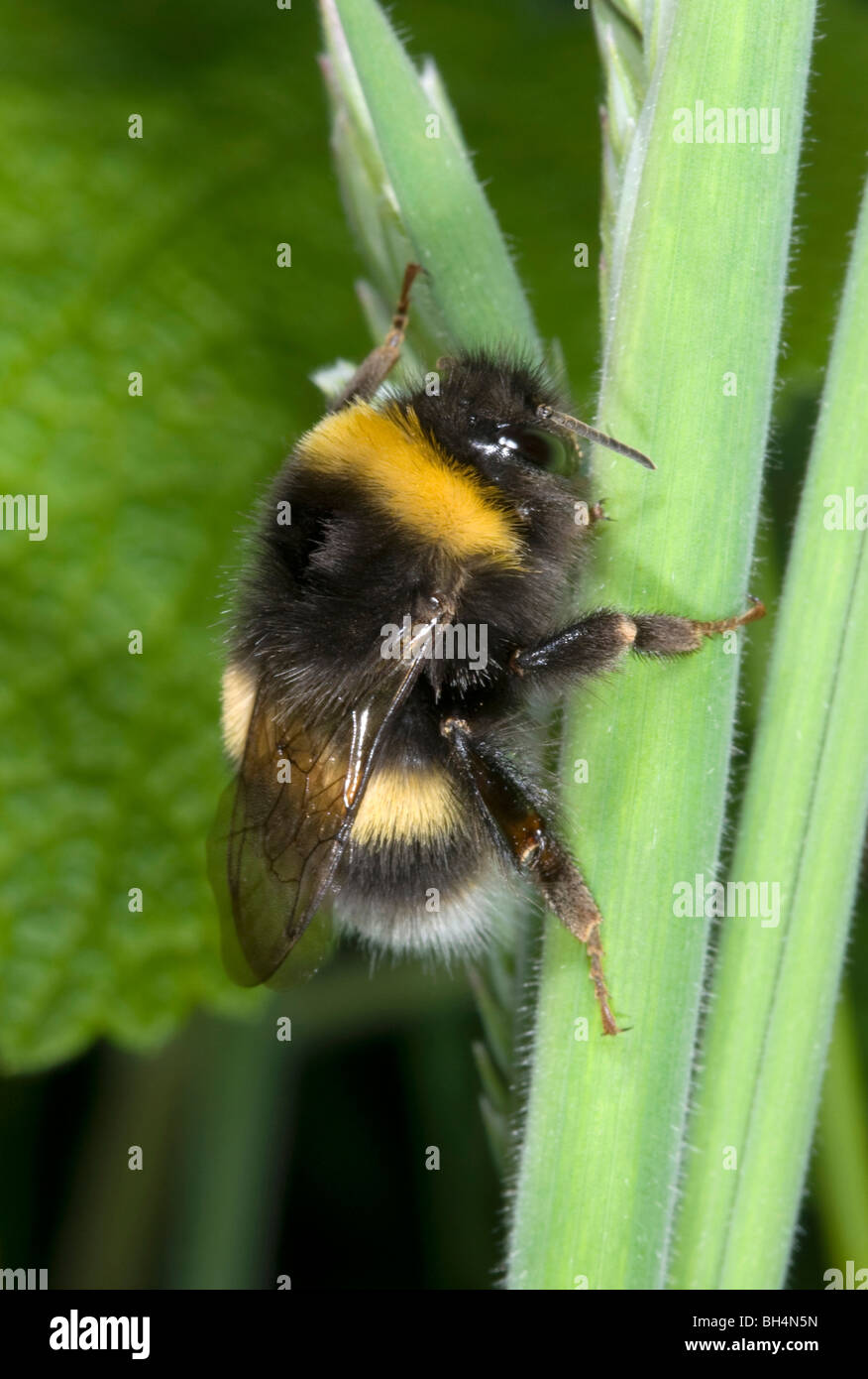 Nahaufnahme von Seeadler Hummel (Bombus Lucorum) ruht auf einem Rasen Stiel in einem Norfolk Holz im Sommer. Stockfoto