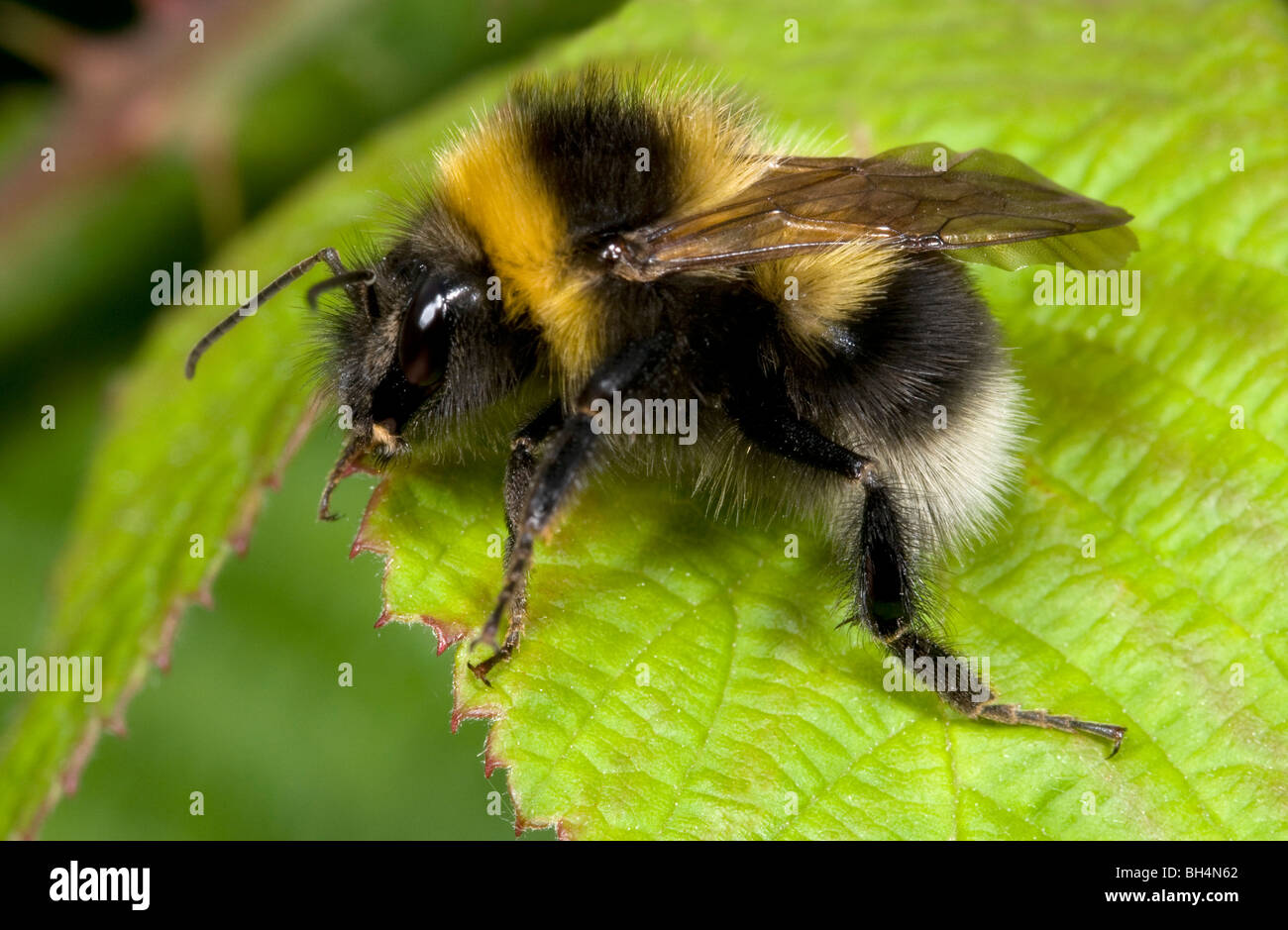 Nahaufnahme von Seeadler Hummel (Bombus Lucorum) ruht auf Bramble Blatt in einem Norfolk Holz im Sommer. Stockfoto