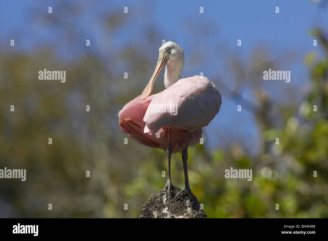 Rosige Löffler (Platalea Ajaja) auf Baum stumpf in St. Augustine Alligator Farm, Florida, USA Stockfoto