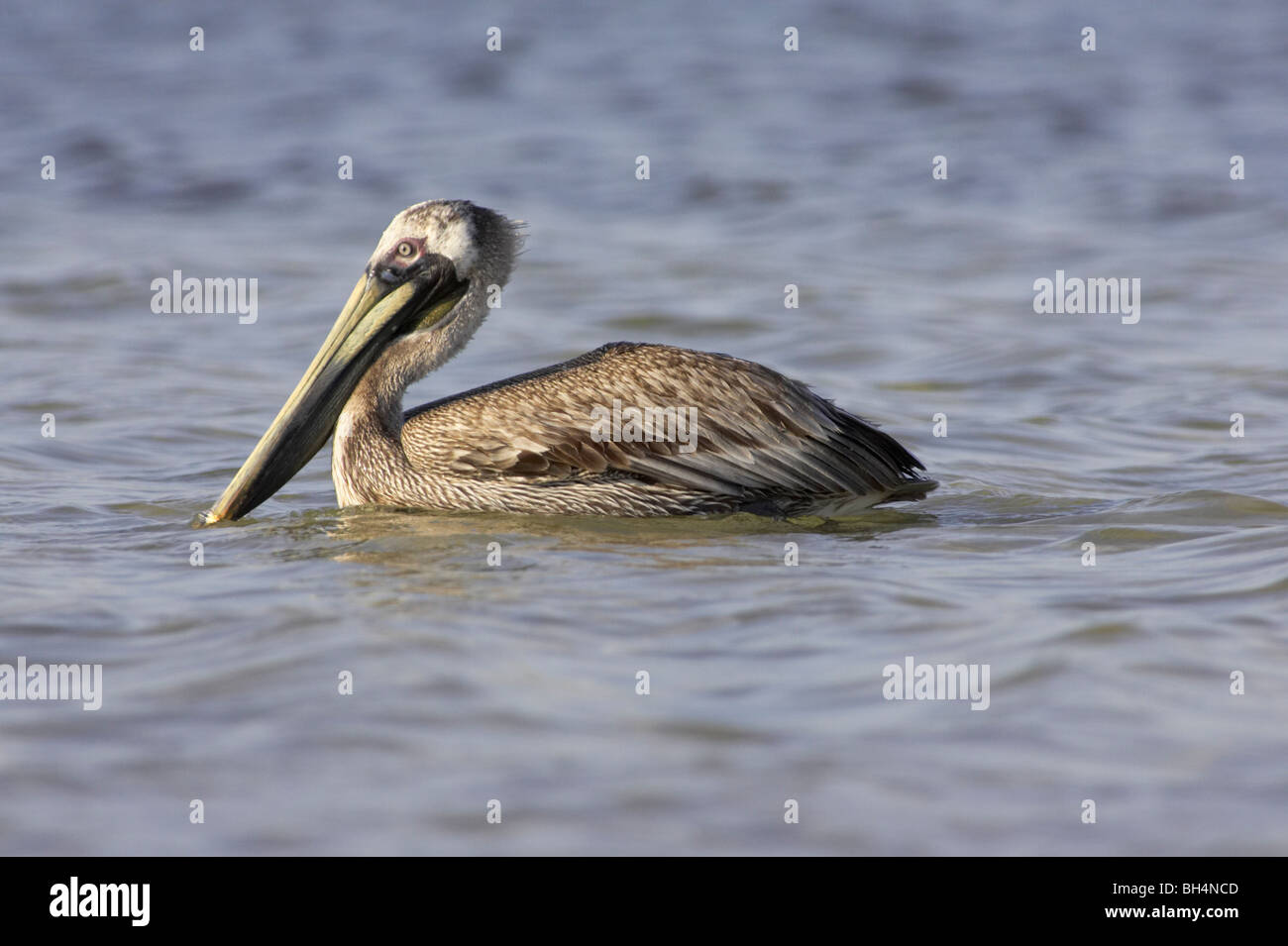 Brauner Pelikan (Pelecanus Occidentalis) auf dem Meer rund um Fort De Soto. Stockfoto