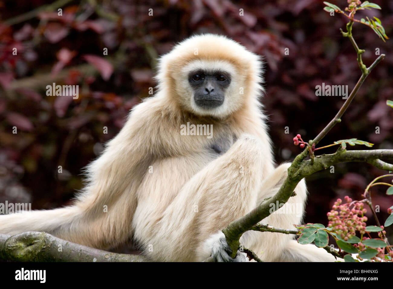 Lar Gibbon - Hylobates lar Stockfoto