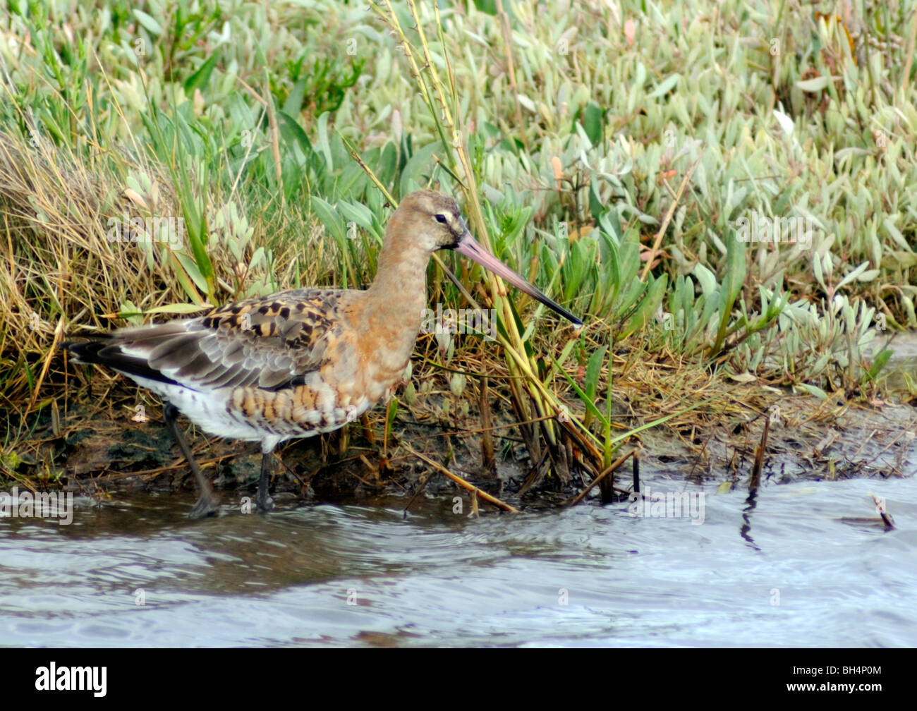 Uferschnepfe (Limosa Limosa), der seinen Weg entlang der Kante des Sumpfes. Stockfoto