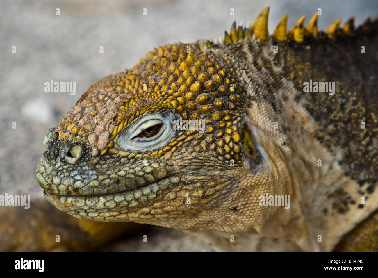 Porträt von einem friedlichen Land Iguana Onolophus Subcristatus North Seymour Island Galapagosinseln Ecuador Stockfoto