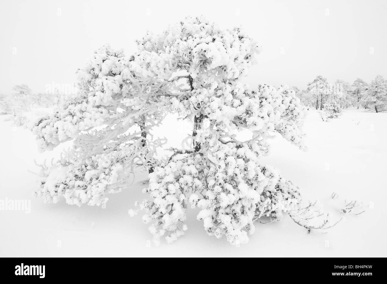 Schnee beladene Scots Kiefer Stockfoto