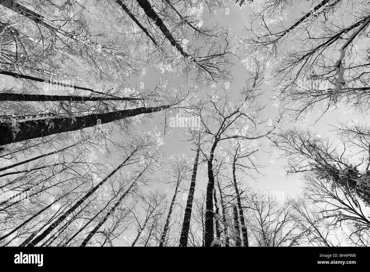 Silver Birch Baldachin Stockfoto