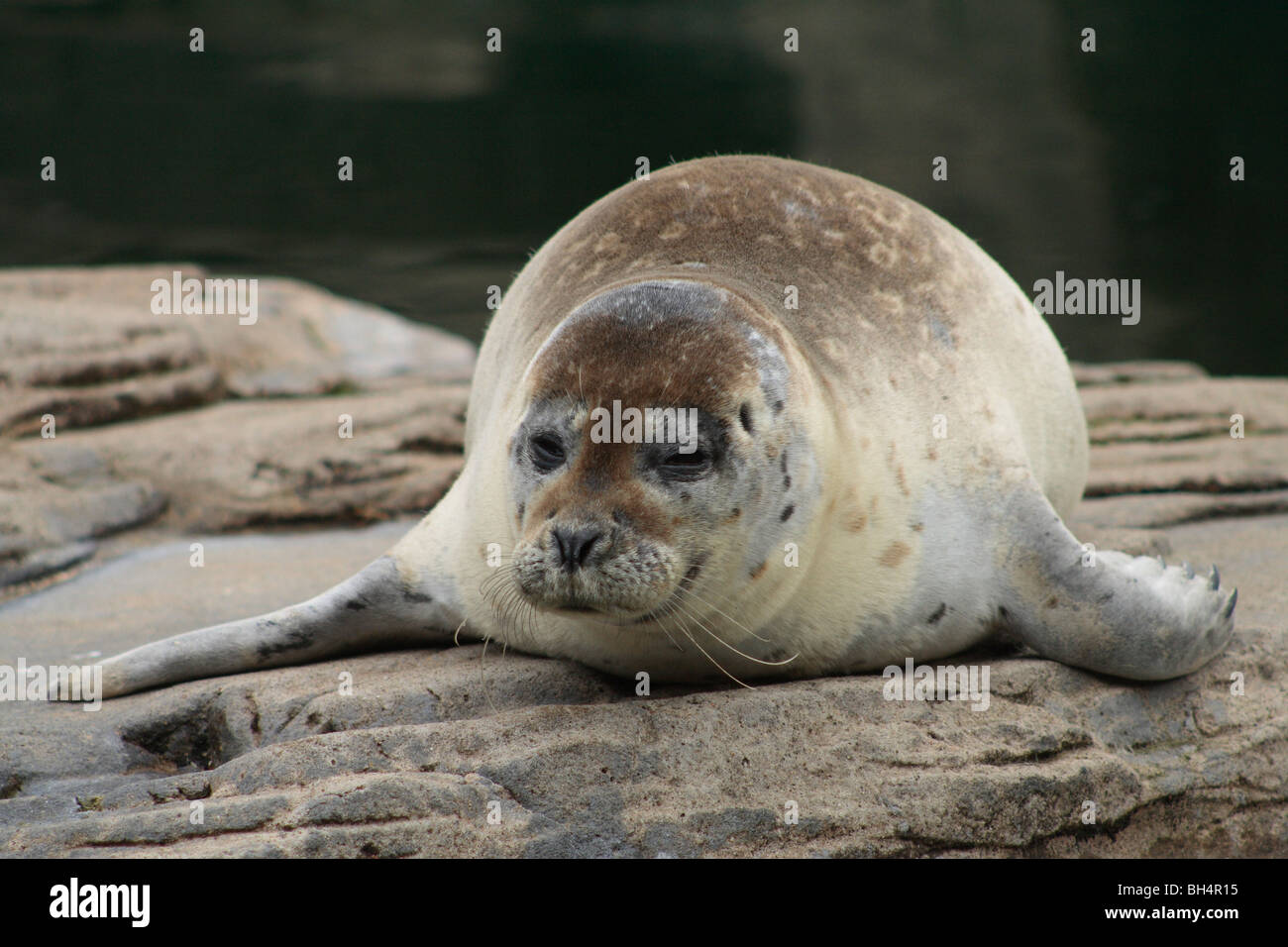 Gemeinsamen Seal Pup (Phoca Vitulina) auf Felsen. Stockfoto