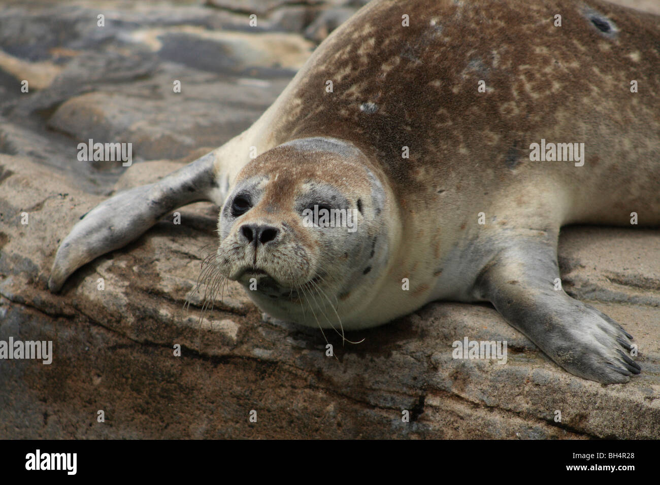 Gemeinsamen Seal Pup (Phoca Vitulina) auf Felsen. Stockfoto