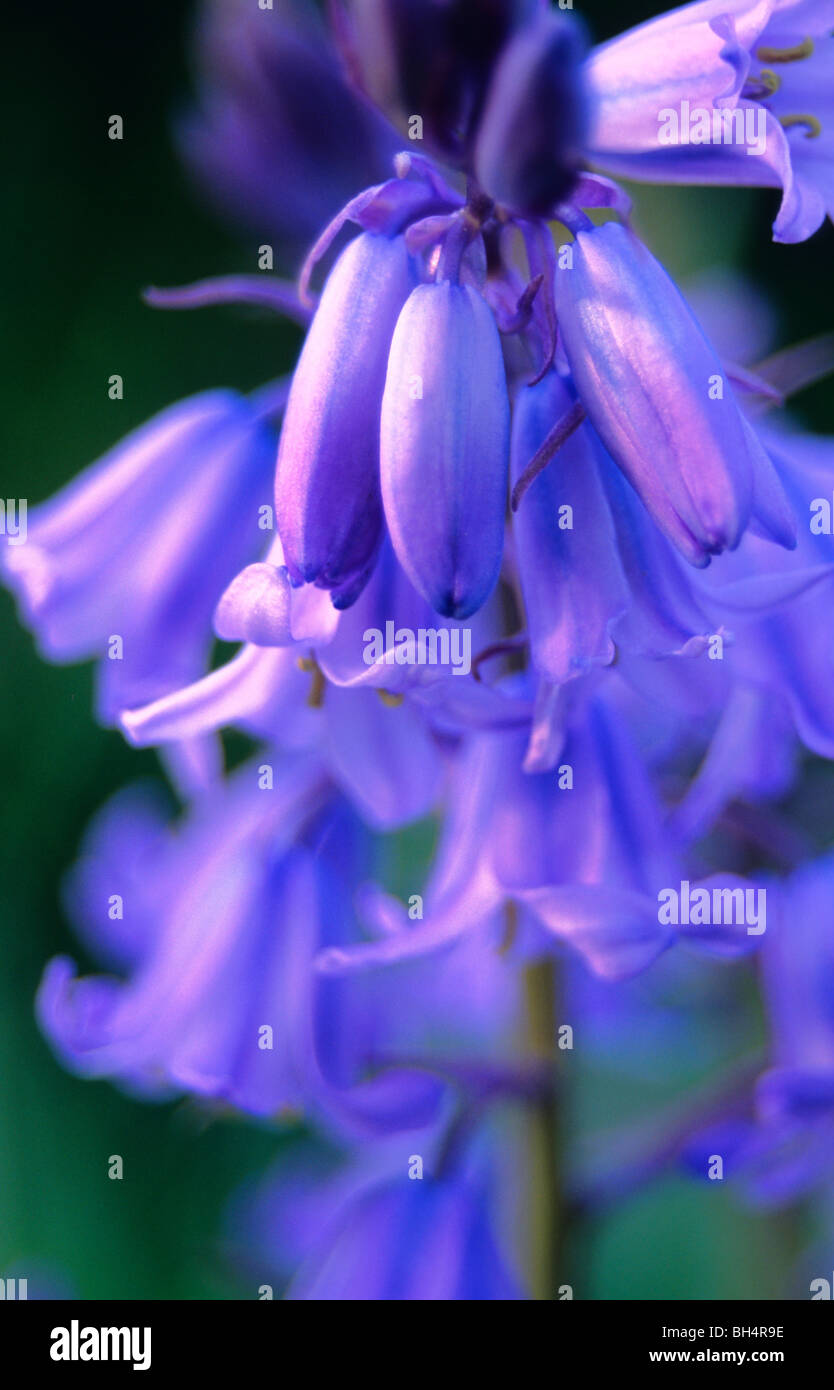 Nahaufnahme der Glockenblume in einem englischen Holz Stockfoto