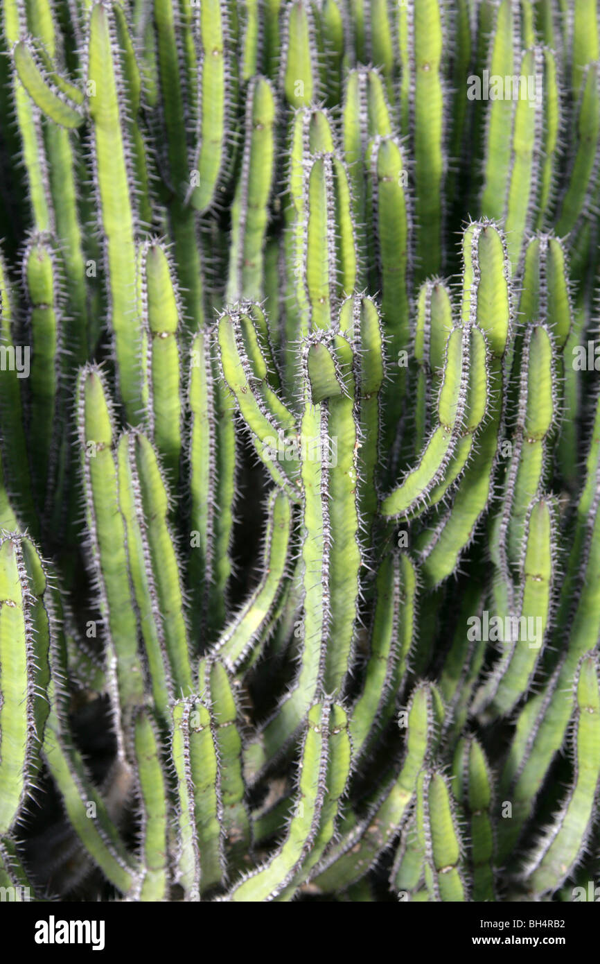 Euphorbia Polyacantha, Euphorbiaceae, Äthiopien, Ostafrika Stockfoto