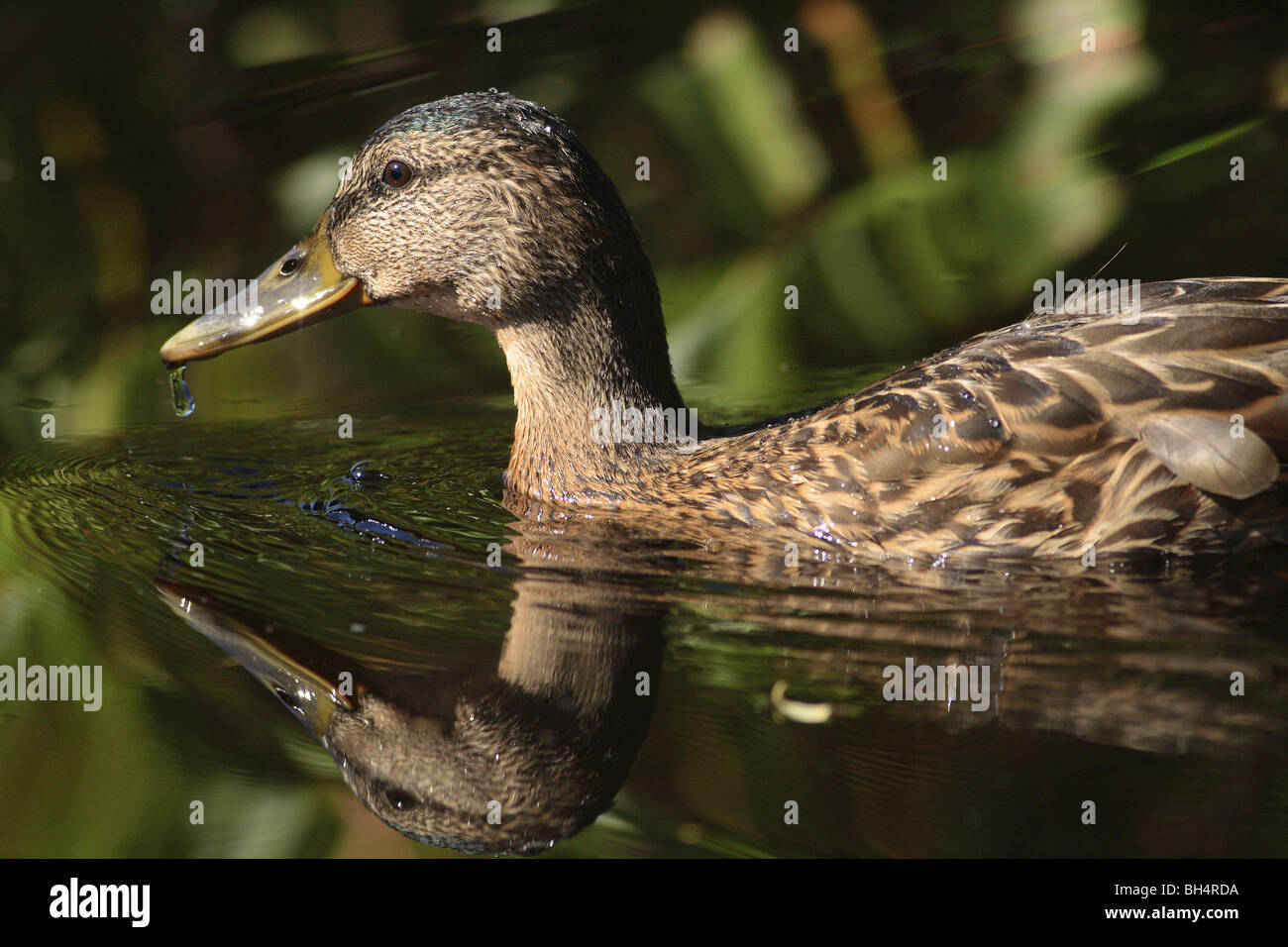 Weibliche Stockente (Anas Platyrhynchos) mit Reflexion über Wasser. Stockfoto