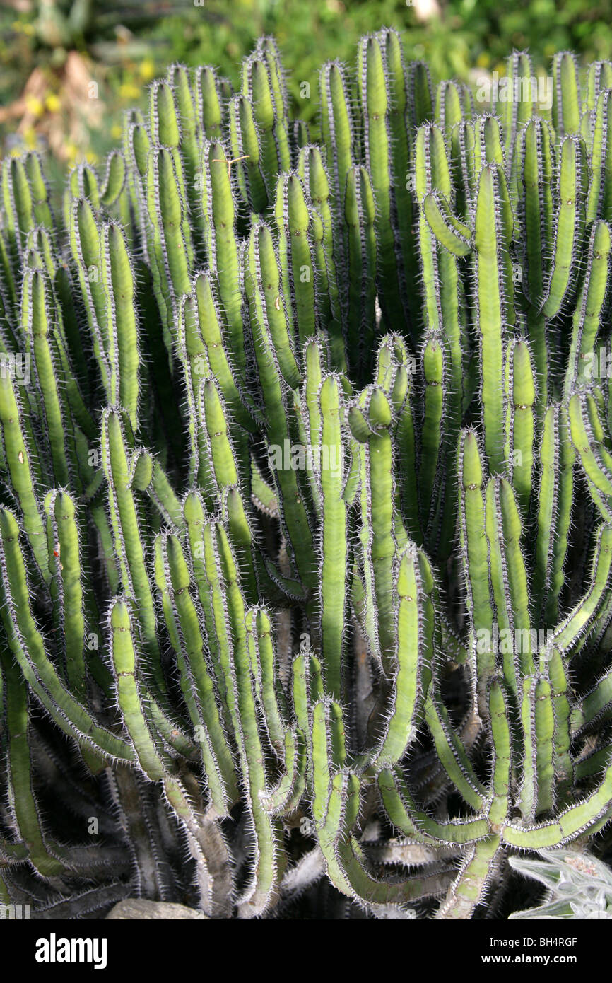 Euphorbia Polyacantha, Euphorbiaceae, Äthiopien, Ostafrika Stockfoto