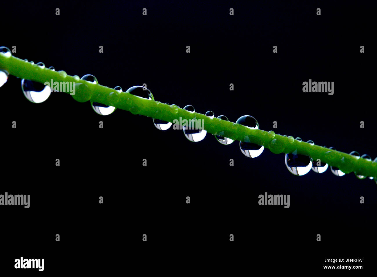 Regentropfen auf Blütenstiel nach einem Regenschauer. Stockfoto