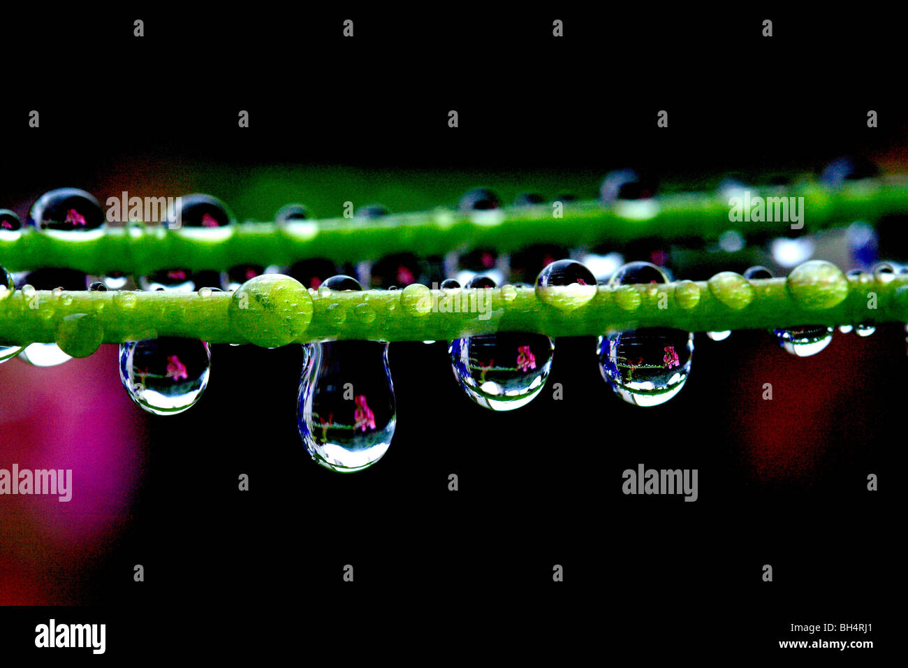 Regentropfen auf Blütenstiel nach einem Regenschauer. Stockfoto