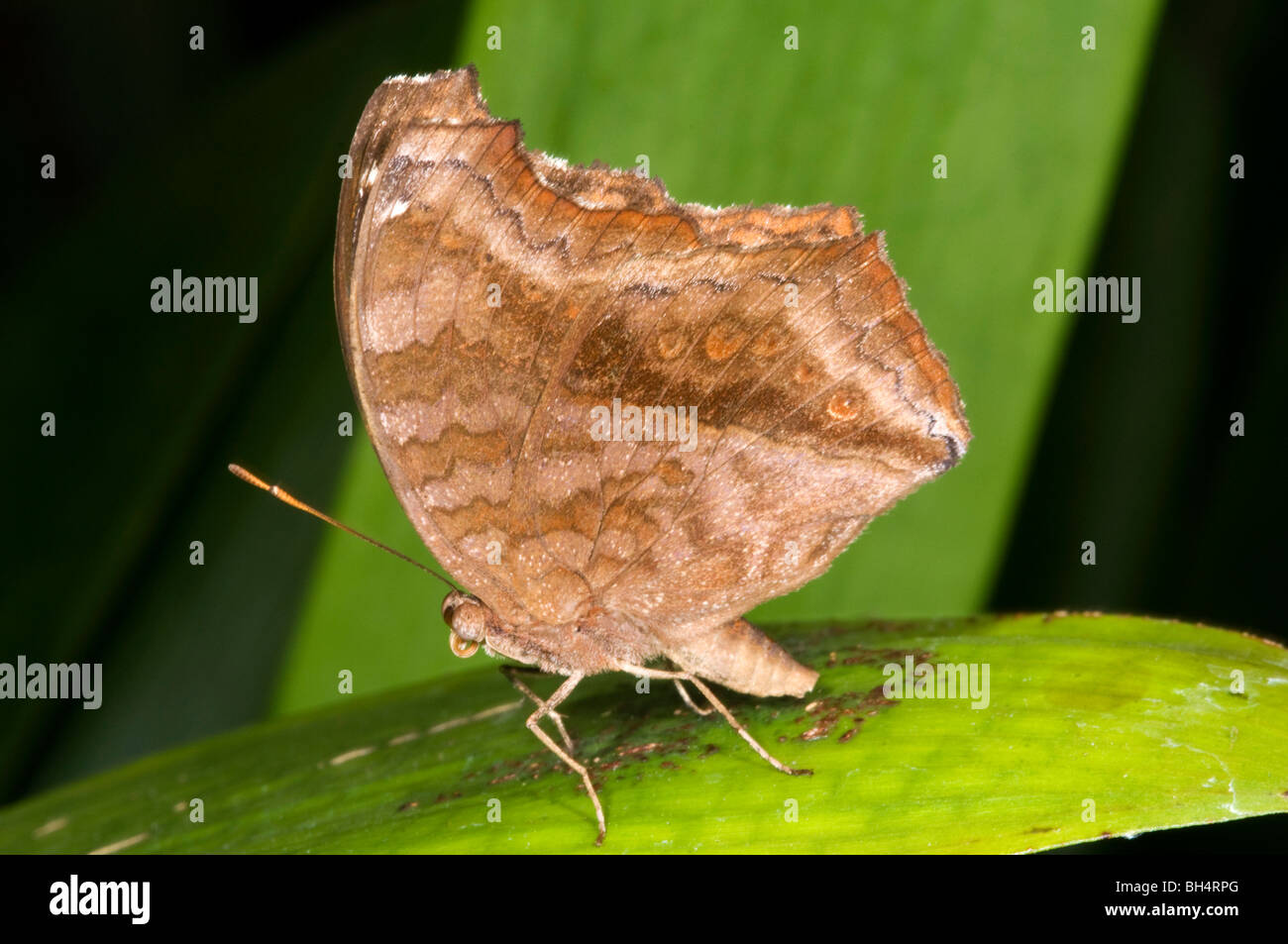 Nahaufnahme des Abends braunen Schmetterlings (Melanitis Leda) ruht auf Blatt. Stockfoto
