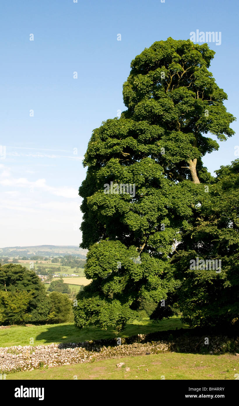 Feld Ahorn (Acer Campestre) in voller Blatt in der offenen Landschaft im Hochsommer. Stockfoto