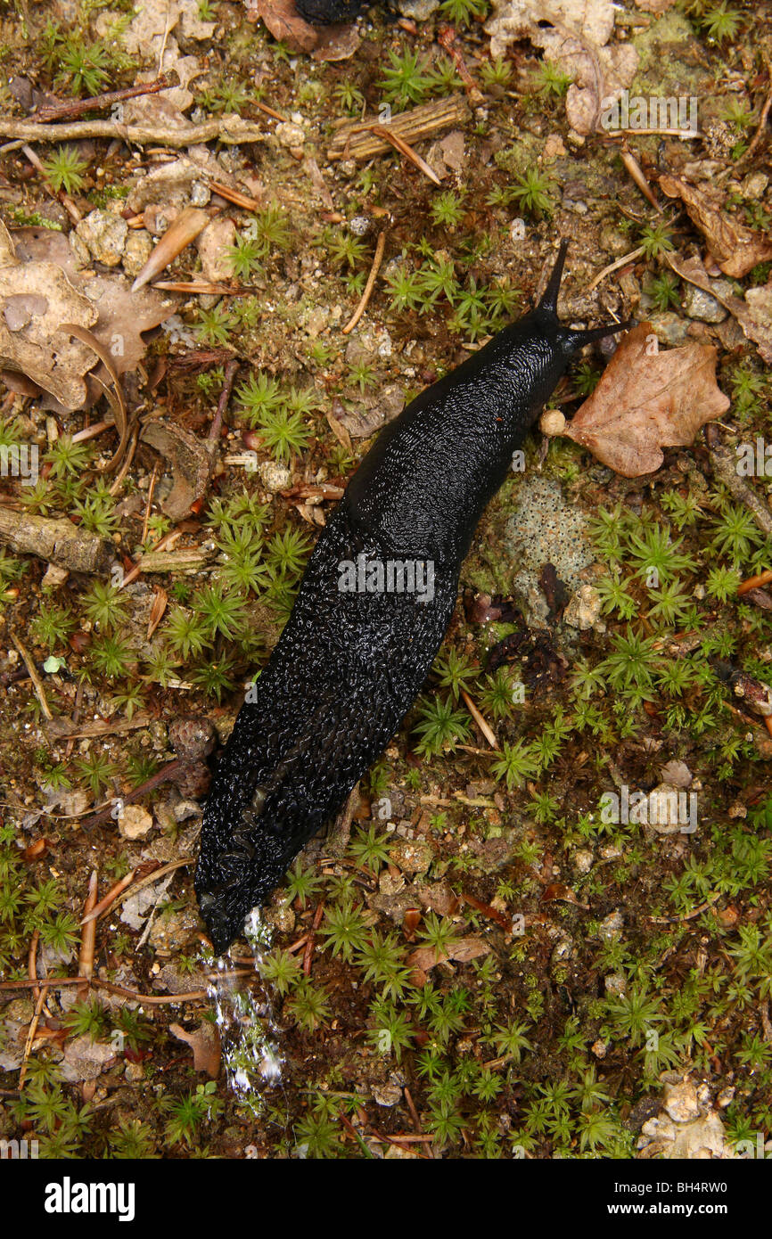 Die schwarze Form der großen schwarzen Slug (Arion Ater) von oben. Stockfoto