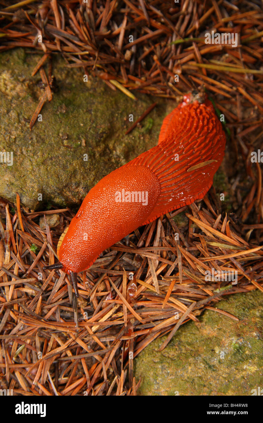 Die orange Form der großen schwarzen Slug (Arion Ater) von oben. Stockfoto