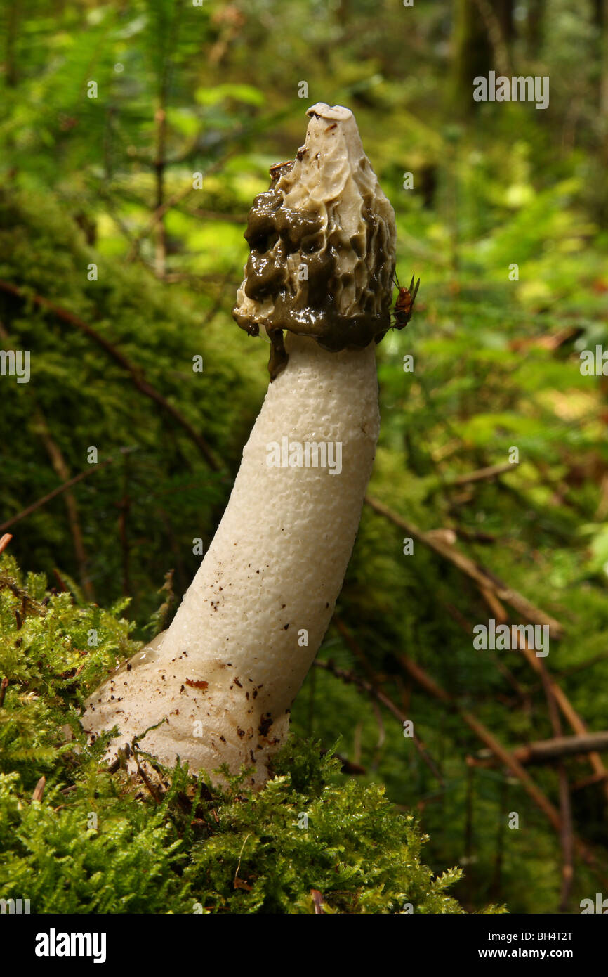 Stinkmorchel Pilze (Phallus Impudicus) durch Moos im Wald wächst. Stockfoto