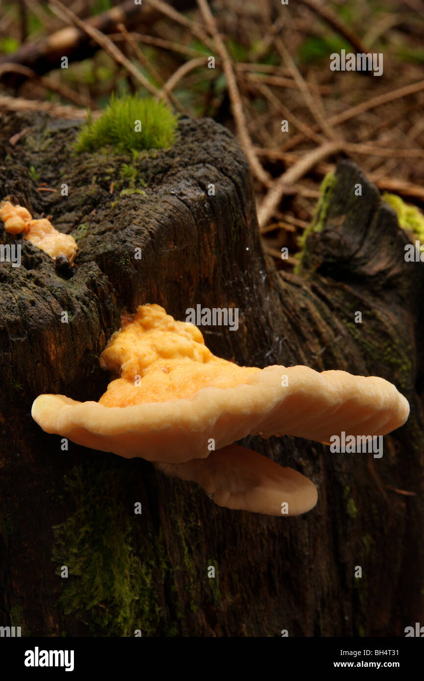 Kleines Huhn der Wald Pilze (Schwefel Polypore) auf einen alten Baumstumpf im Wald wachsen. Stockfoto