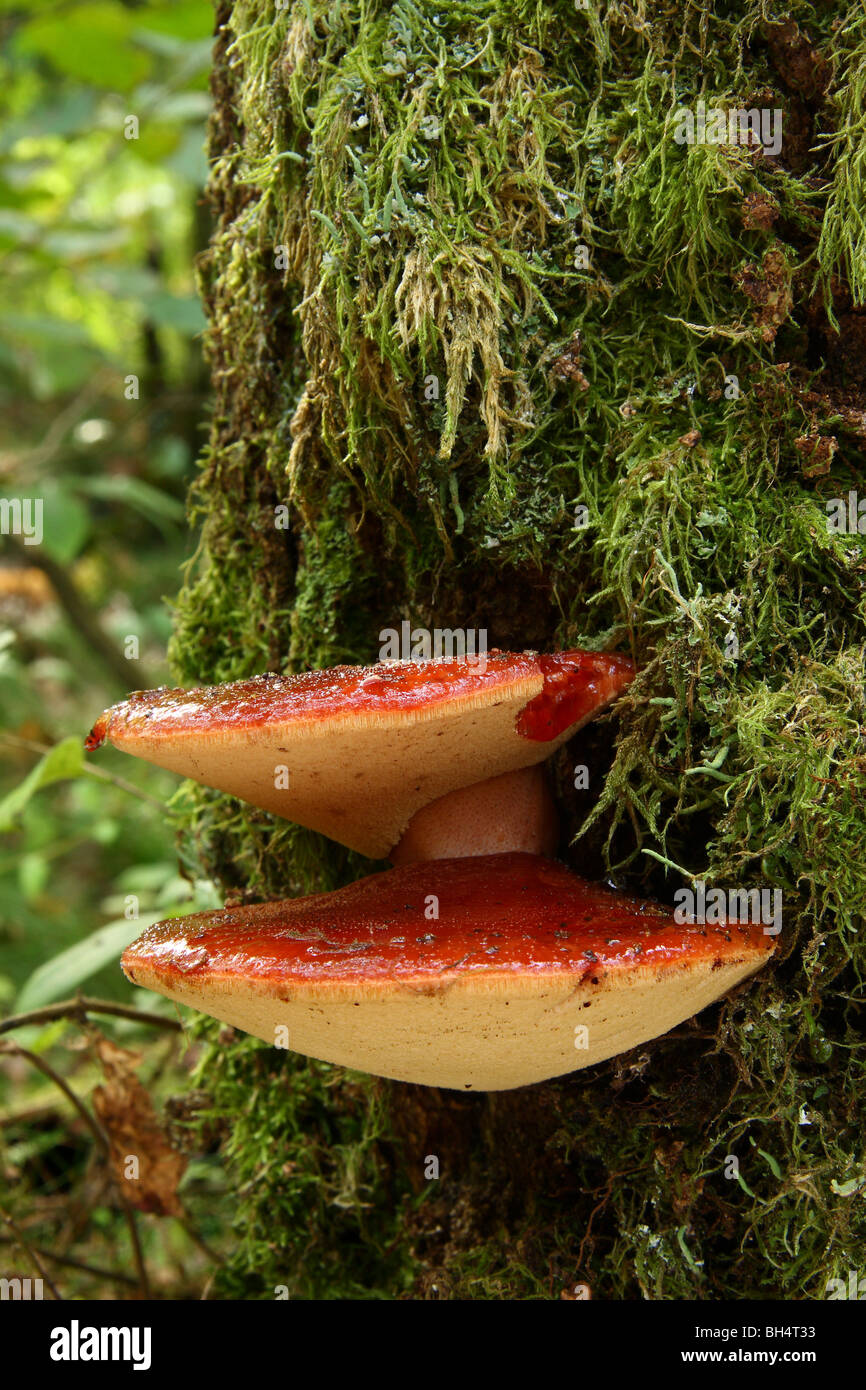 Zwei Beefsteak Pilze (Fistulina Hepatica) wächst auf einem Moos bedeckt Eiche im Wald. Stockfoto
