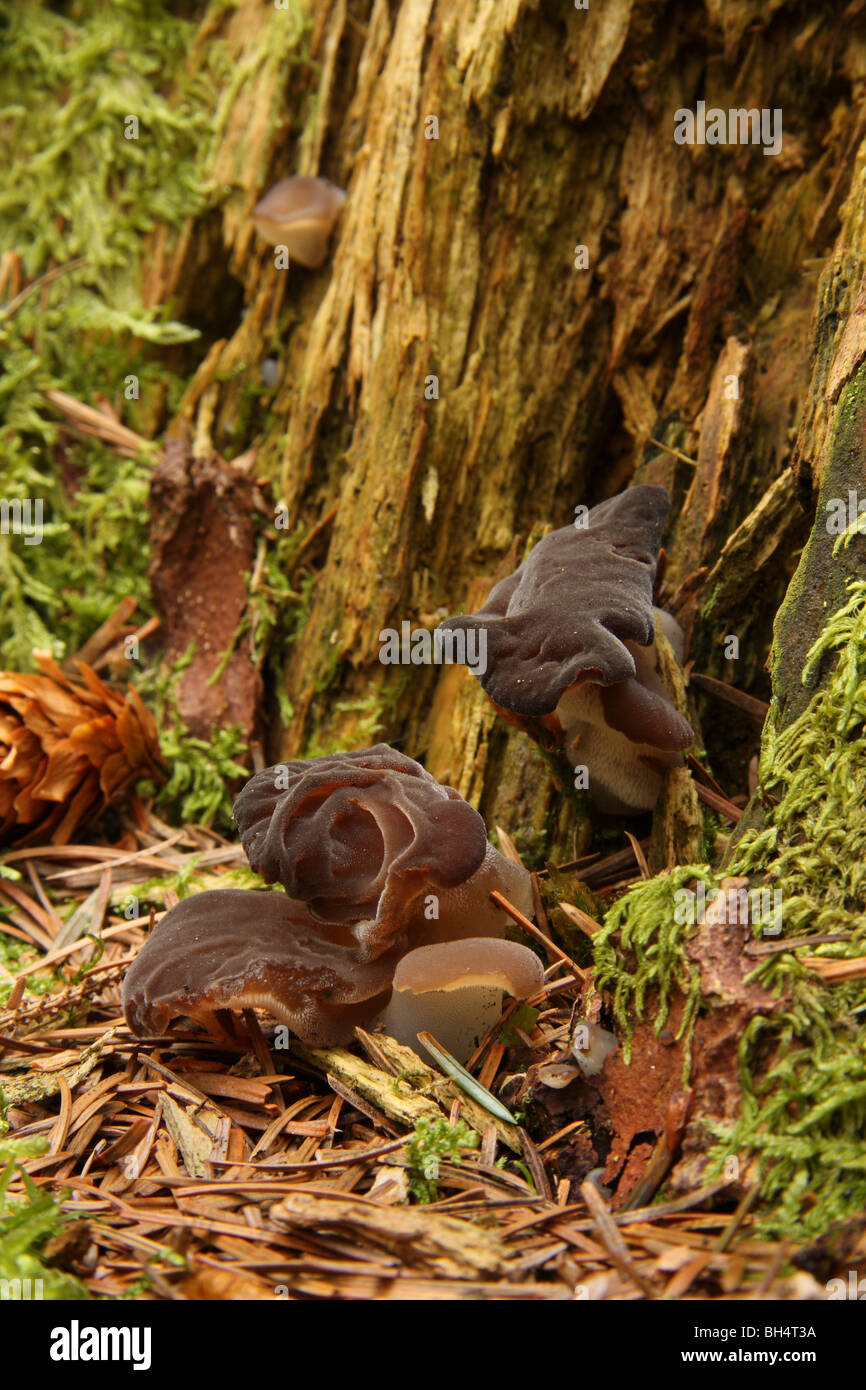 Gruppe von Hydnellum Pilze auf und neben einem Baumstumpf umgeben von Kiefernnadeln und Moos. Stockfoto