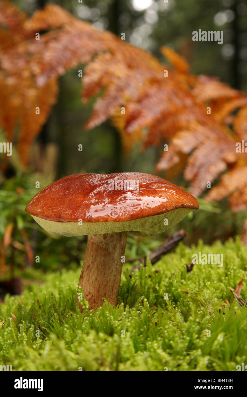 Bucht in Moos in einem Pinienwald wachsen Steinpilze (Boletus Badius). Stockfoto