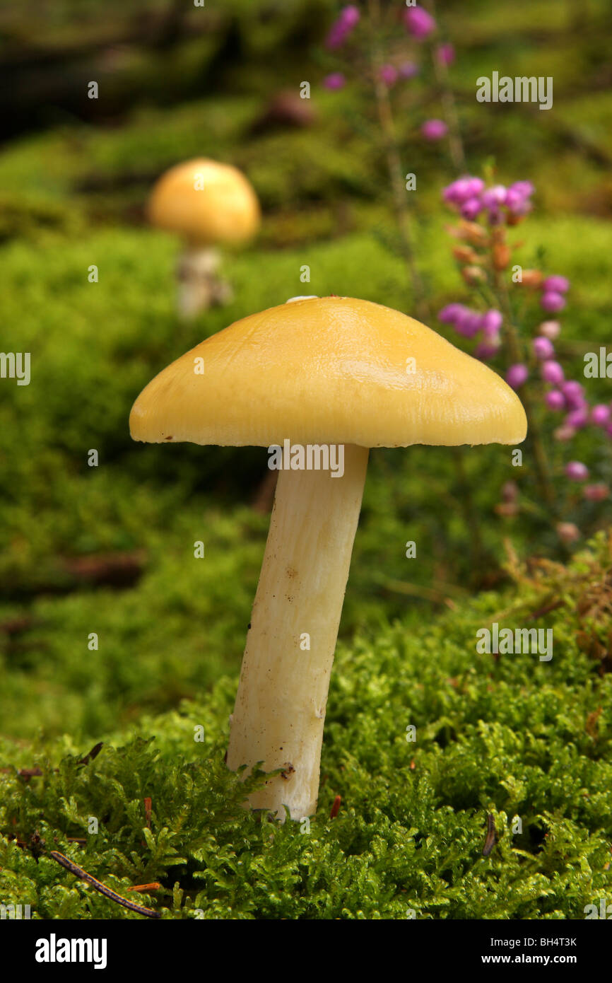 Zwei gelbe Sumpf ubling (ubling Claroflava) Pilze wachsen durch Moos im Wald. Stockfoto