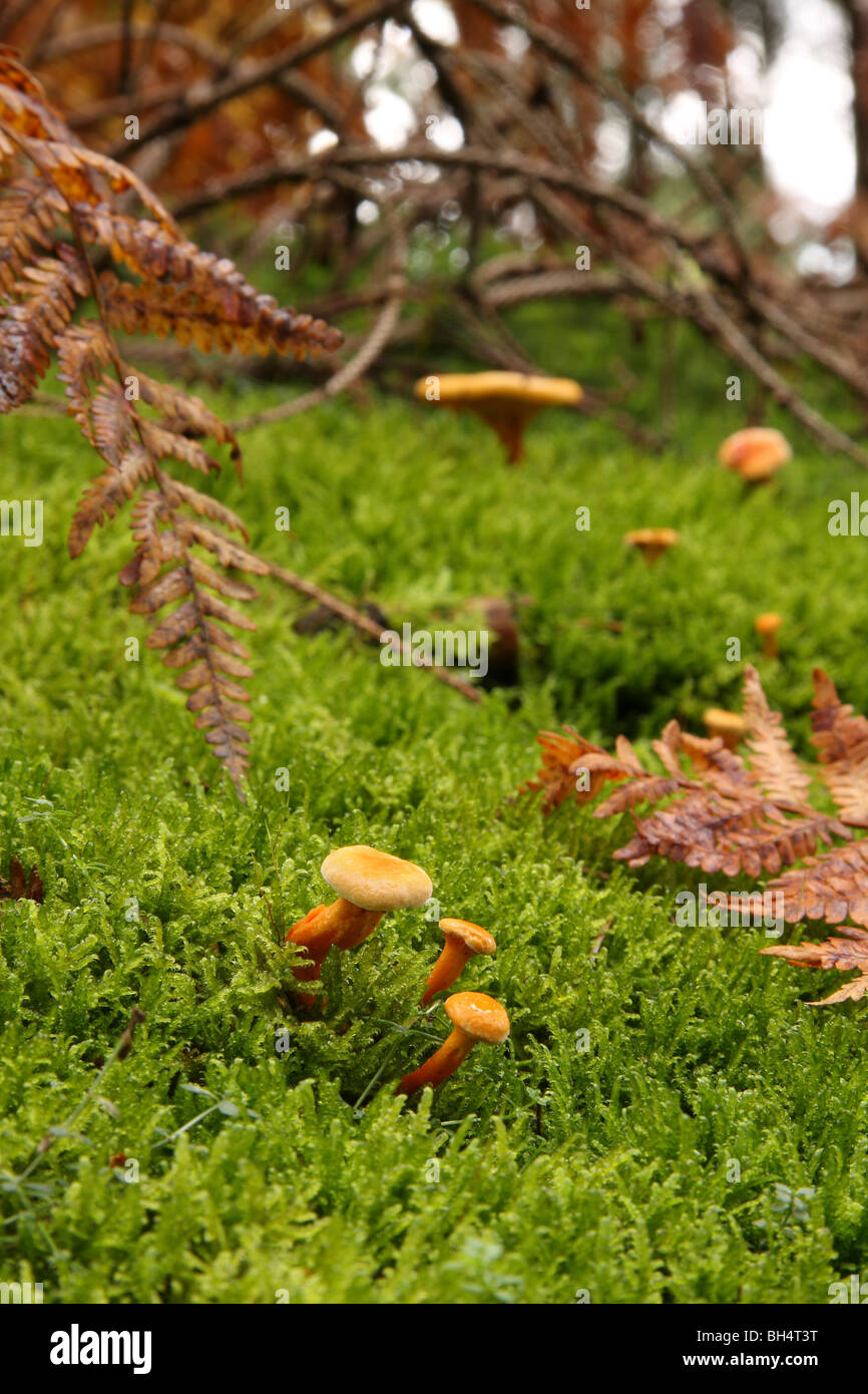 Kleine falsche Pfifferlinge Pilze (Hygrophoropsis Aurantiaca) im Moos im Wald wachsen. Stockfoto