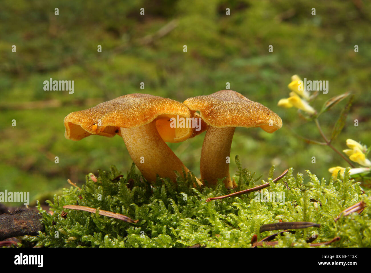 Zwei kleine Pilze wachsen auf einem Baumstumpf faulen Kiefer. Stockfoto