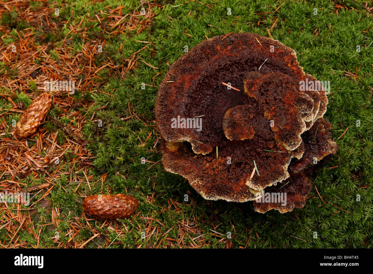 Große Phaeolus Schweinitzii Pilze wachsen auf Moos in einem Pinienwald. Stockfoto