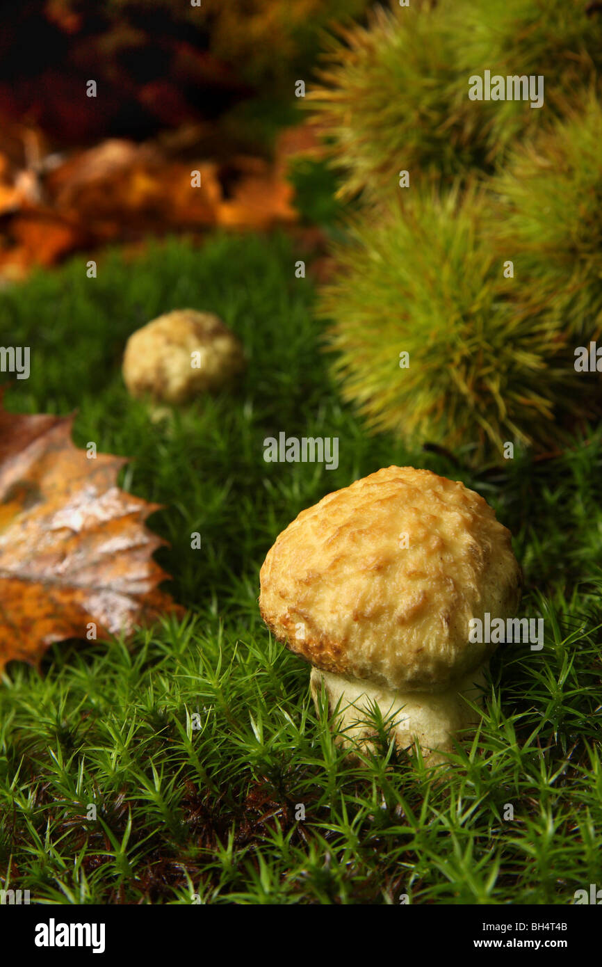 Junge Steinpilze Pilze in Moos umgeben von süßen Kastanien Blätter und Früchte. Stockfoto