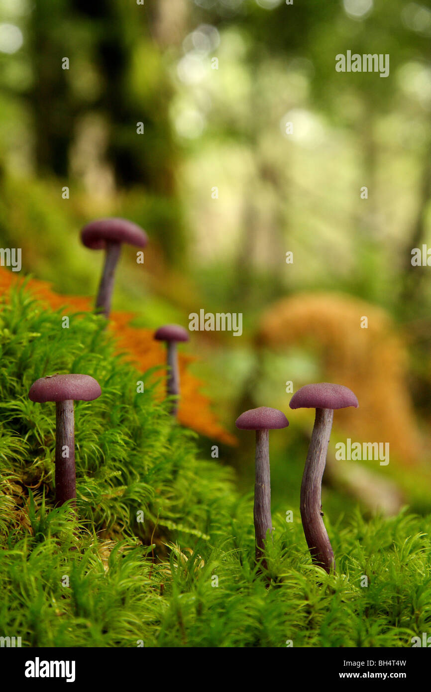 Gruppe der Amethyst Betrüger Pilze (Lacktrichterling Amethystea) im Moos. Stockfoto