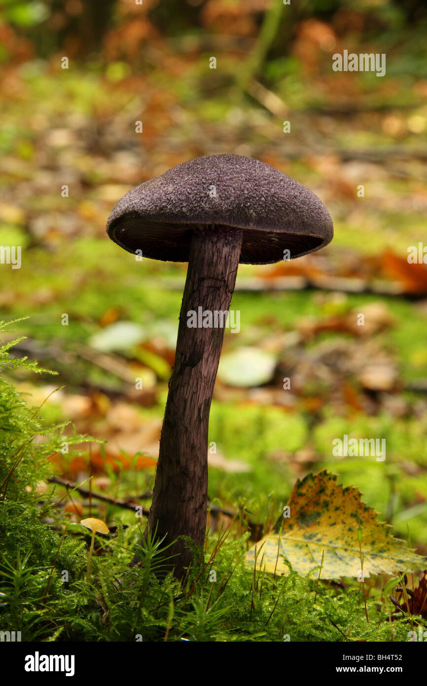 Amethyst Betrüger Pilze (Lacktrichterling Amethystea) wächst in Laubwald. Stockfoto