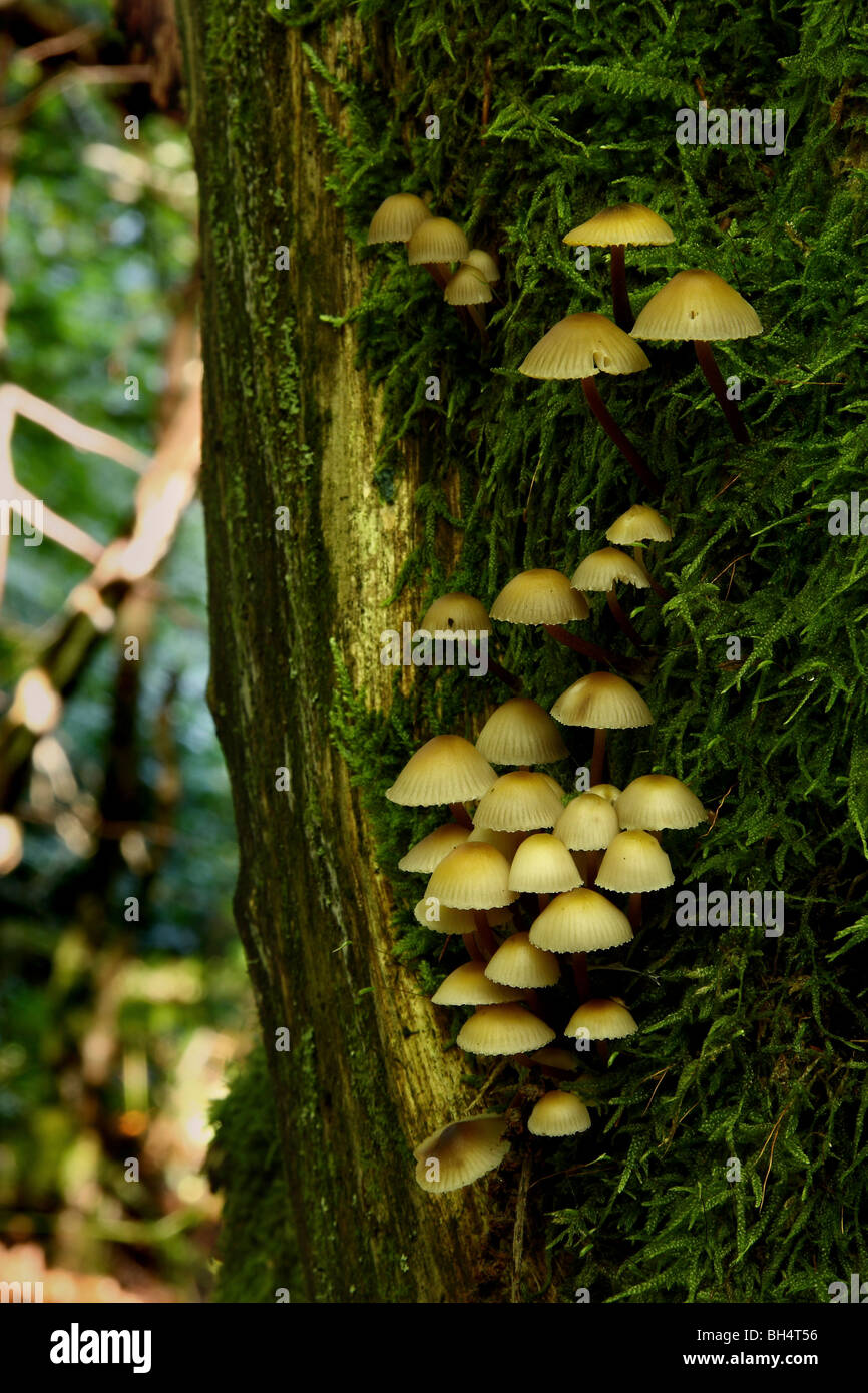 Eine Gruppe von kleinen Pilze wachsen an der Seite eines Baumes. Stockfoto