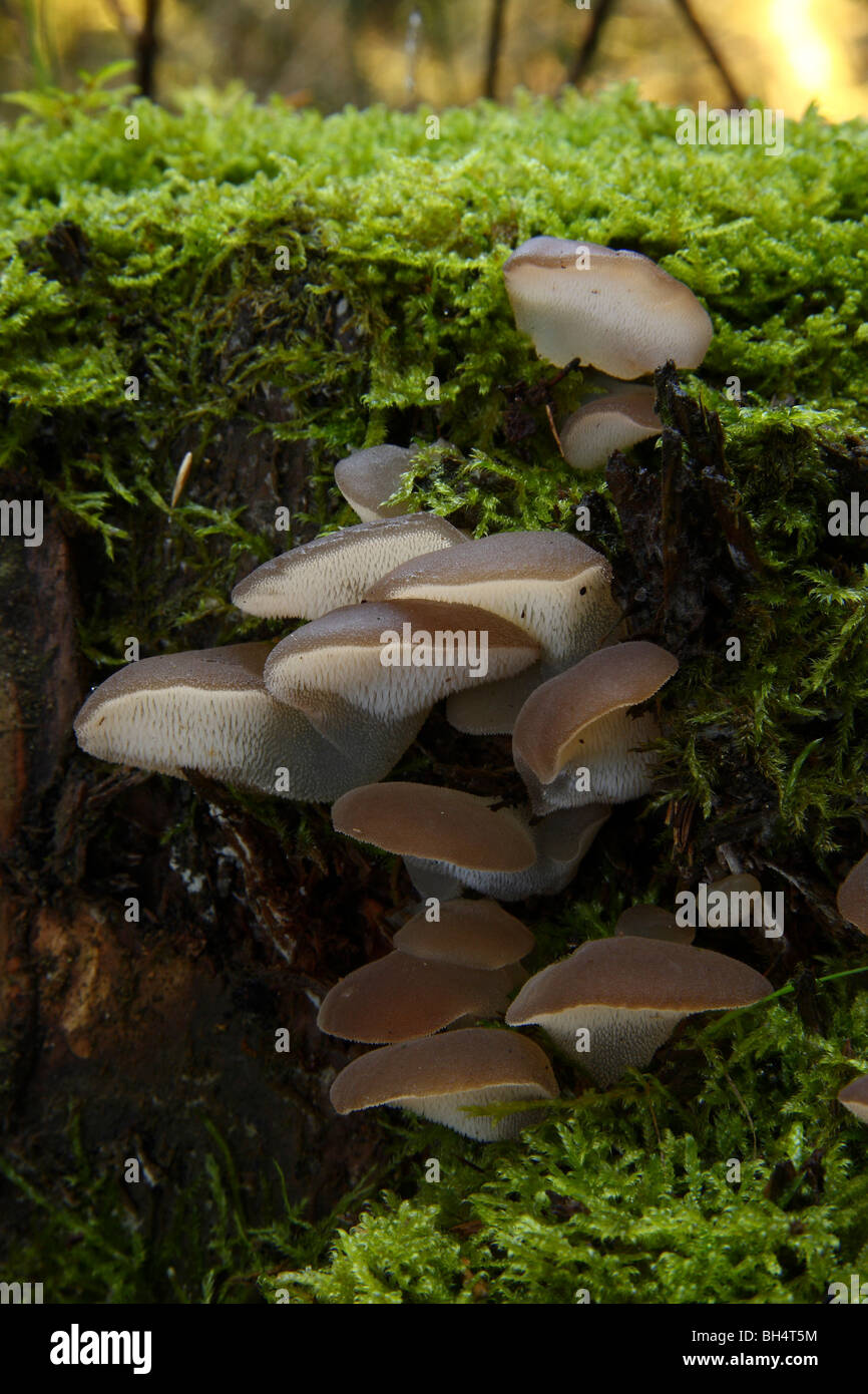 Gruppe von Jelly Zunge Pilze (Pseudohydnum Gelatinosum) wächst auf einem Moos bedeckt Baumstumpf. Stockfoto