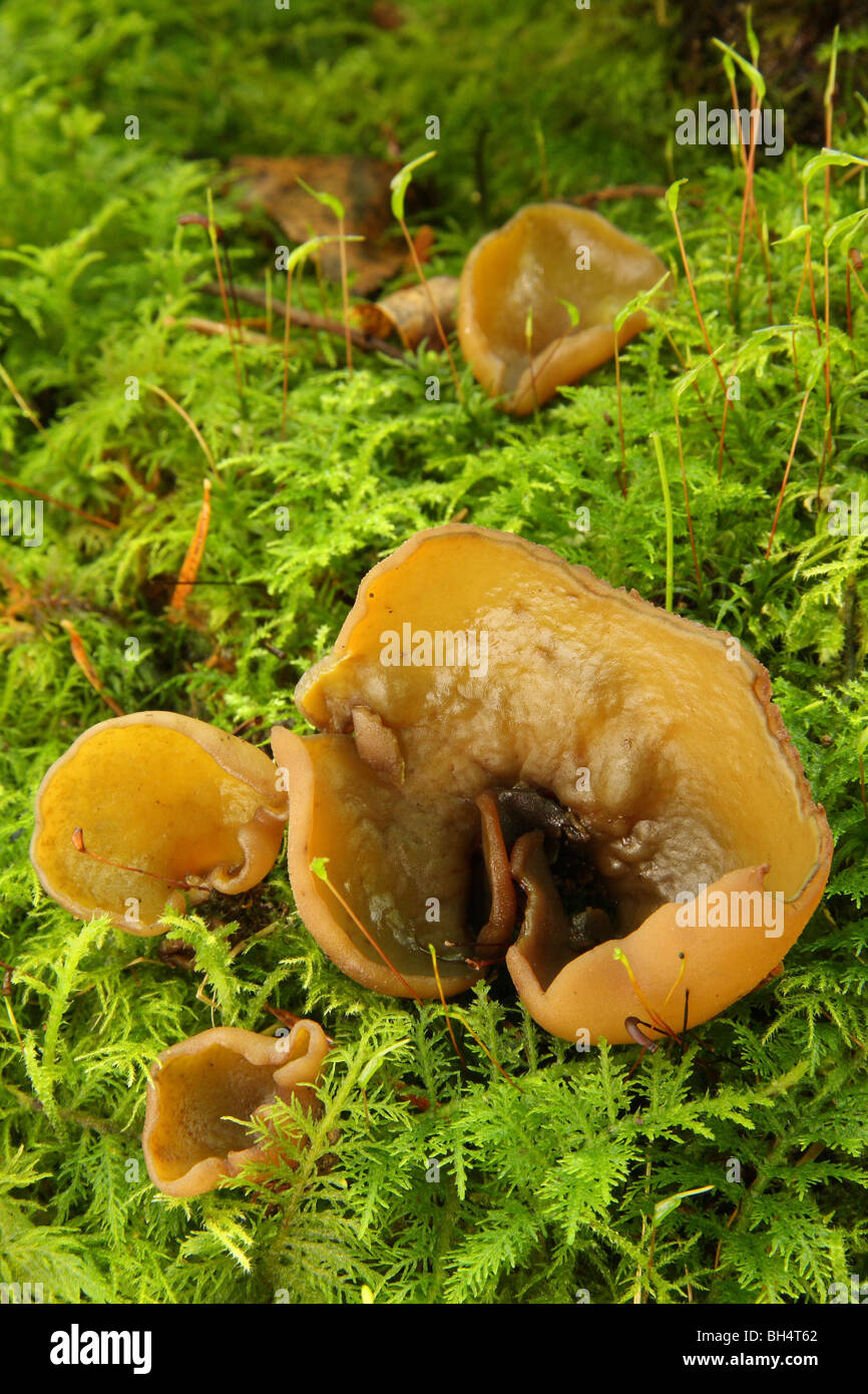 Mehrere Otidea Alutacea Pilze auf Moos. Stockfoto