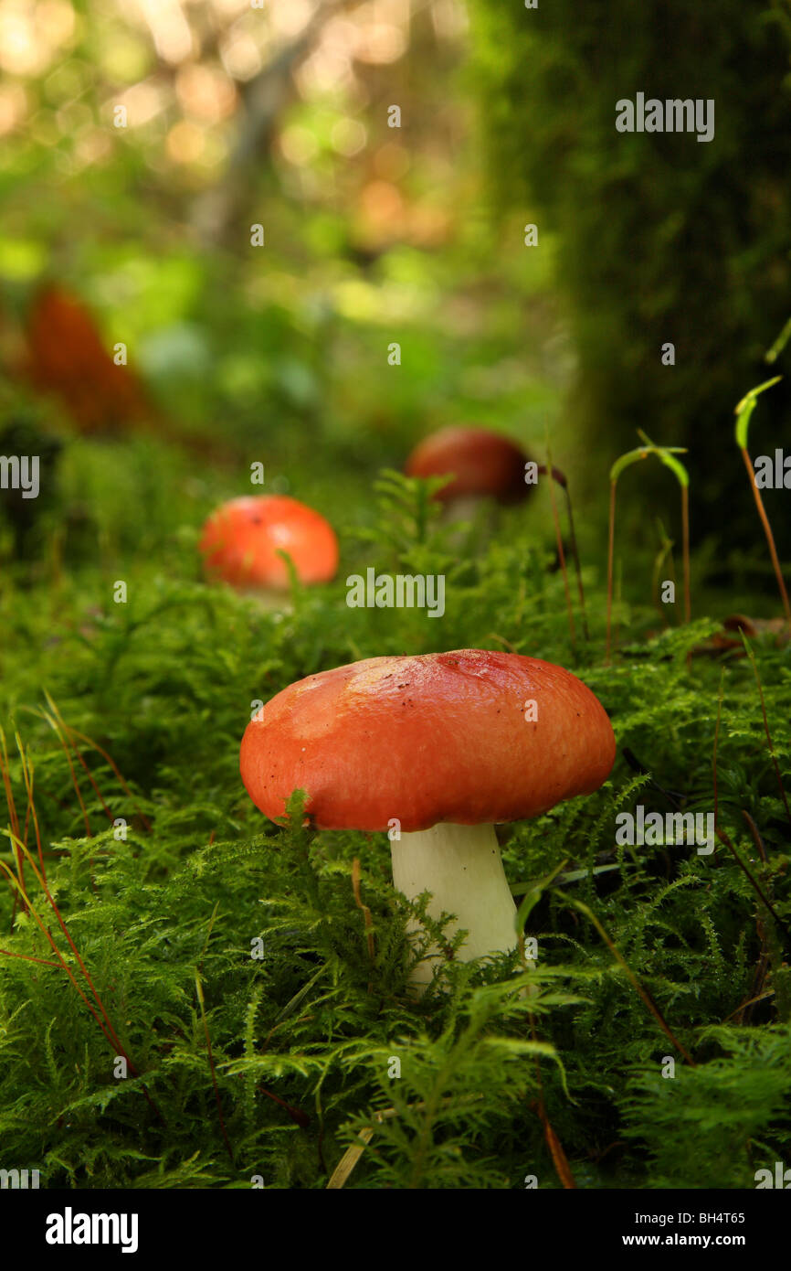 Kleine Gruppe von Sickener Pilzen (ubling Emetica) in moosigen Wald wachsen. Stockfoto