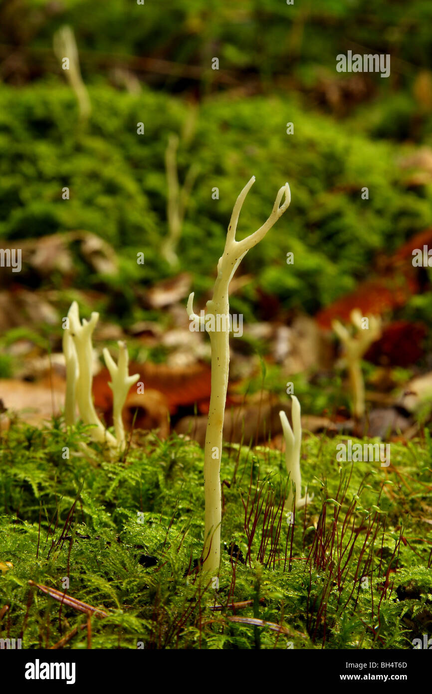 Faltige Club Pilze (Clavulina Rugosa) wachsen durch Moos auf dem Waldboden. Stockfoto
