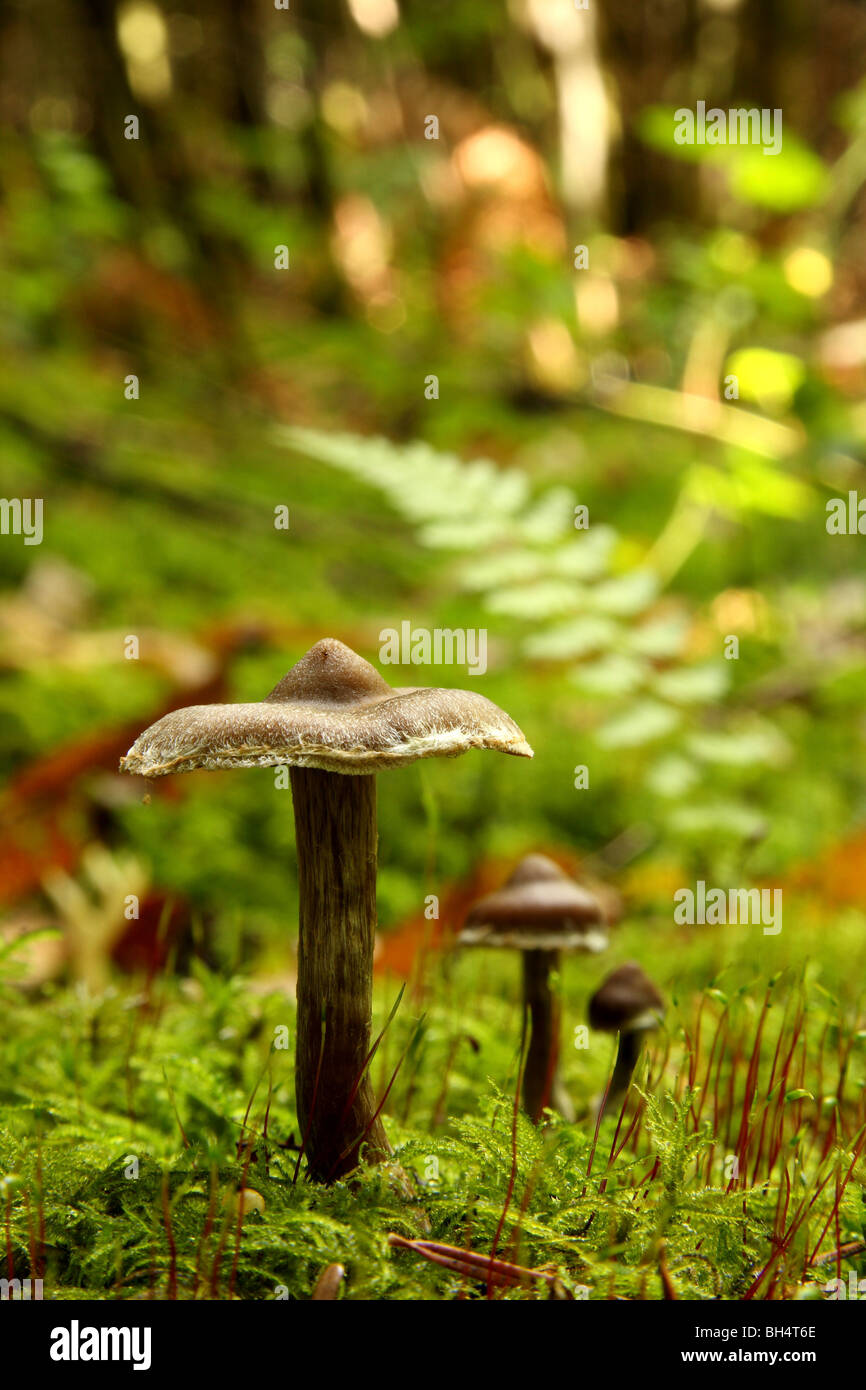 Einige braune unidentifizierten Pilze wachsen in moosigen Wald. Stockfoto