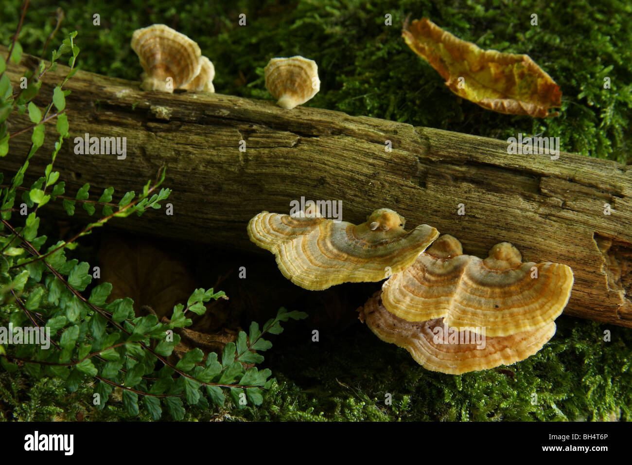 Zarte viele Zonen Halterung Pilze wachsen auf einem Toten Ast auf moosigem Waldboden. Stockfoto