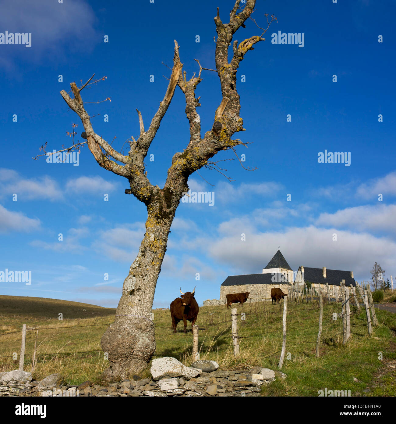 Kühe in der Nähe einer Kirche auf dem Lande. Auvergne.France. Stockfoto