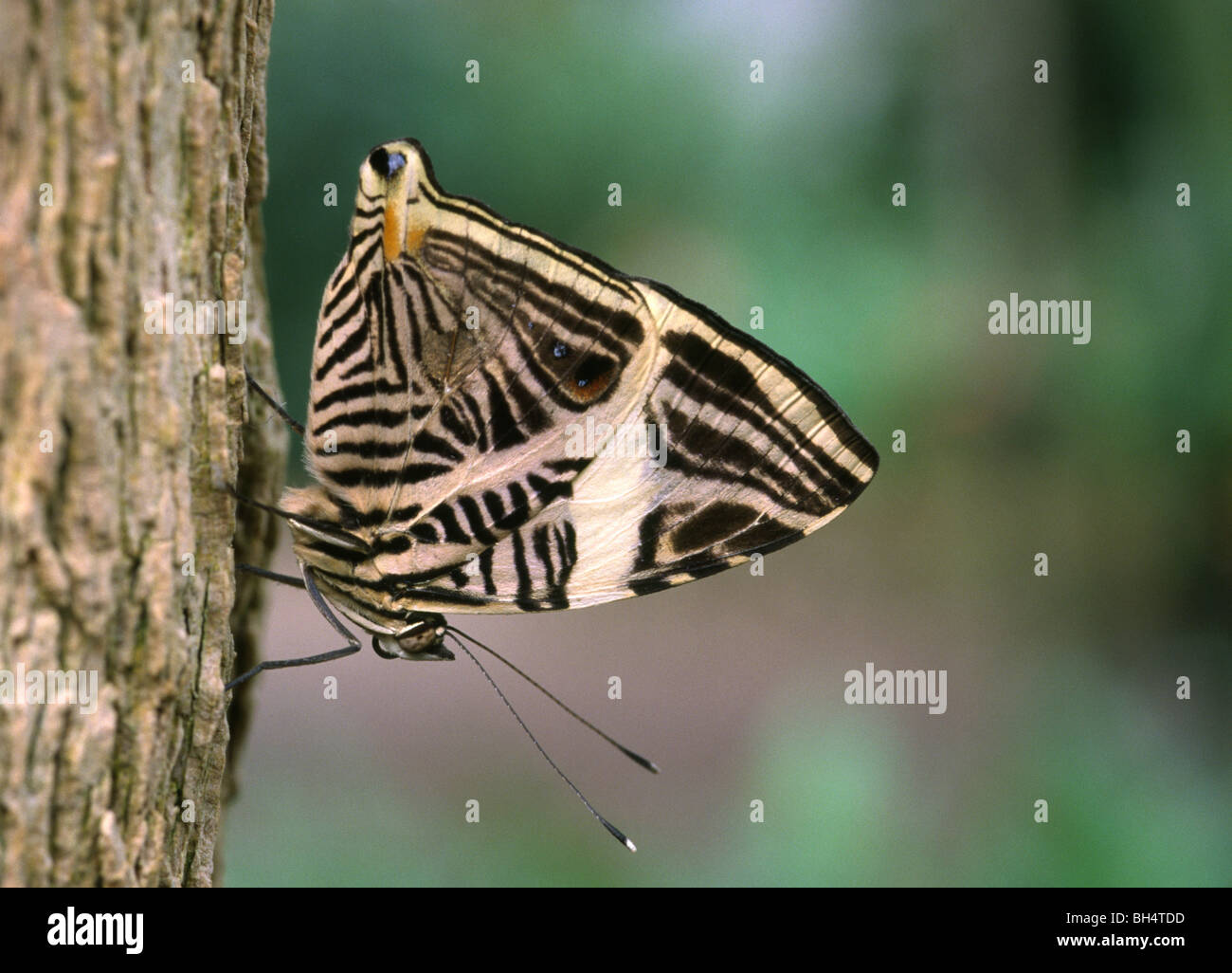 Mosaik Schmetterling (Colobura Dirce) Stockfoto