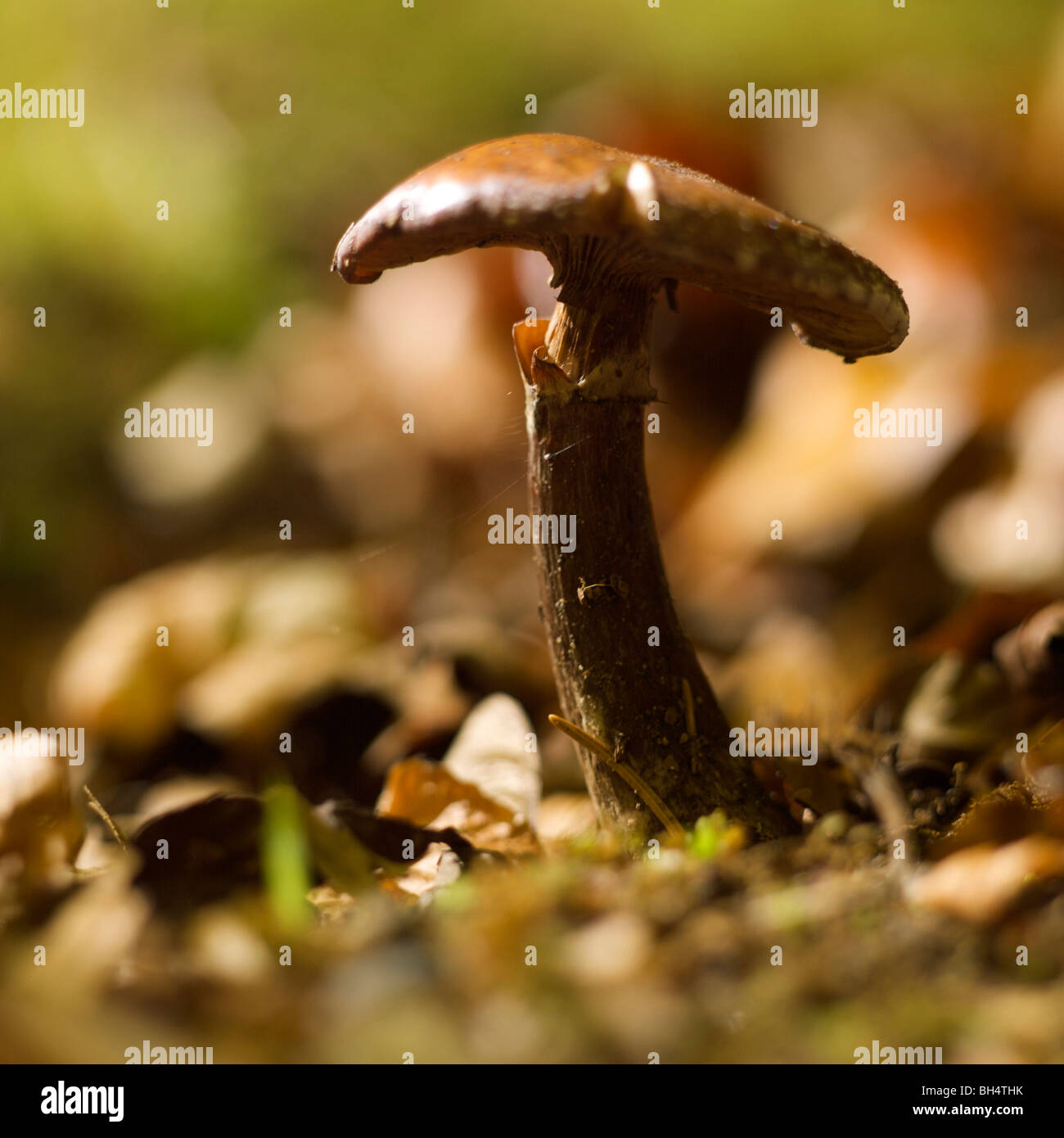 Wilde Pilze. Stockfoto