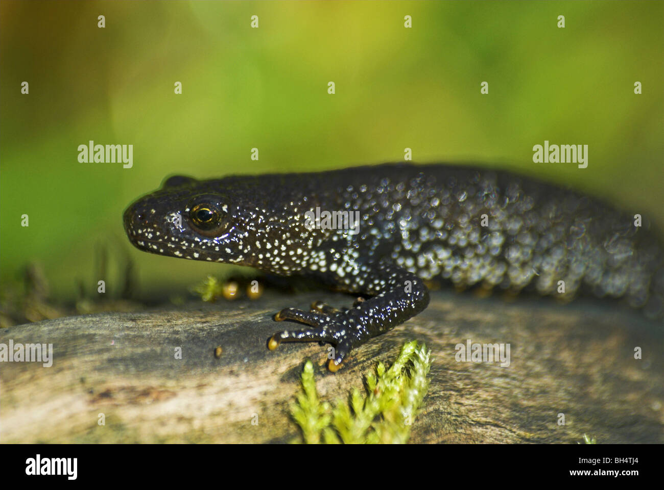 Great crested Newt (Triturus Cristatus) auf einem Moos bedeckten Baumstamm. Stockfoto