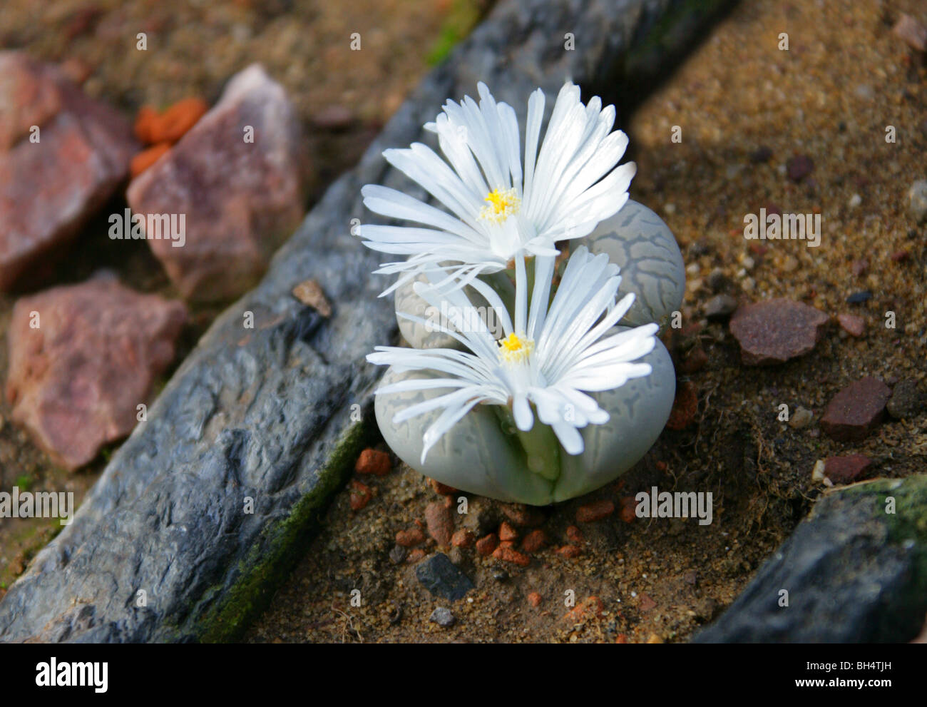 Stein, Pflanzen oder Living Stones, Lithops Helmutii, Mittagsblumengewächsen, Südafrika Stockfoto