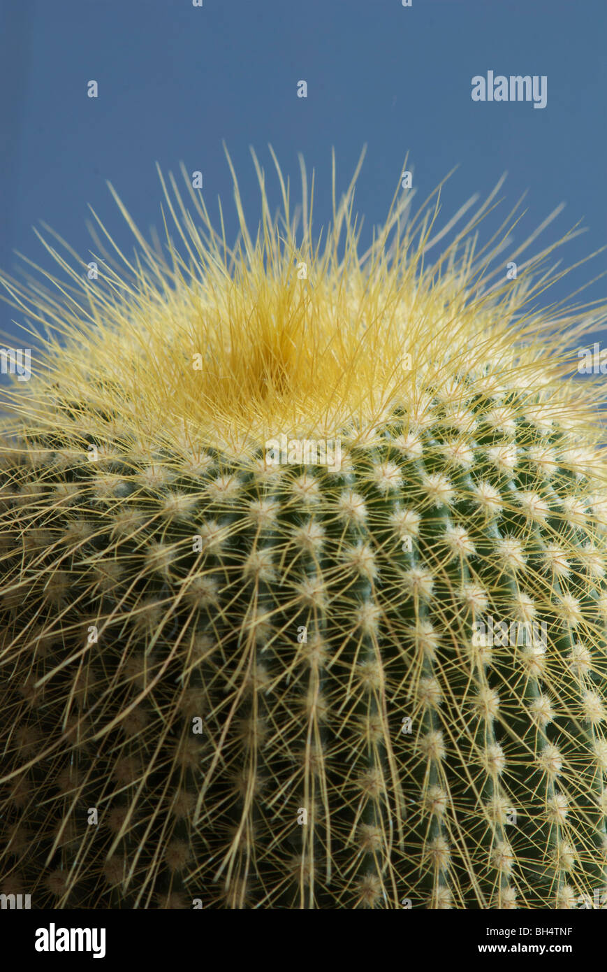 Nahaufnahme der Kakteen (Cactaceae). Stockfoto