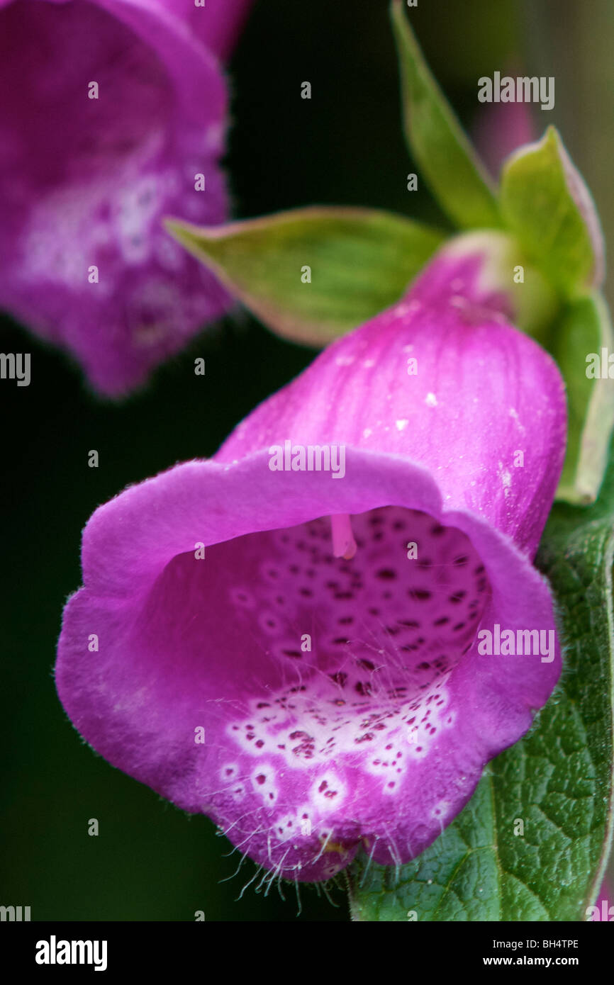 Nahaufnahme der gemeinsamen Fingerhut (Digitalis Purpurea) mit haarigen Details. Stockfoto
